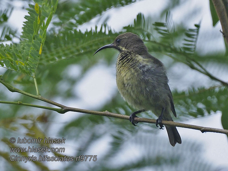 Cinnyris bifasciatus Strdimil porfyrový Zweiband-Nektarvogel
