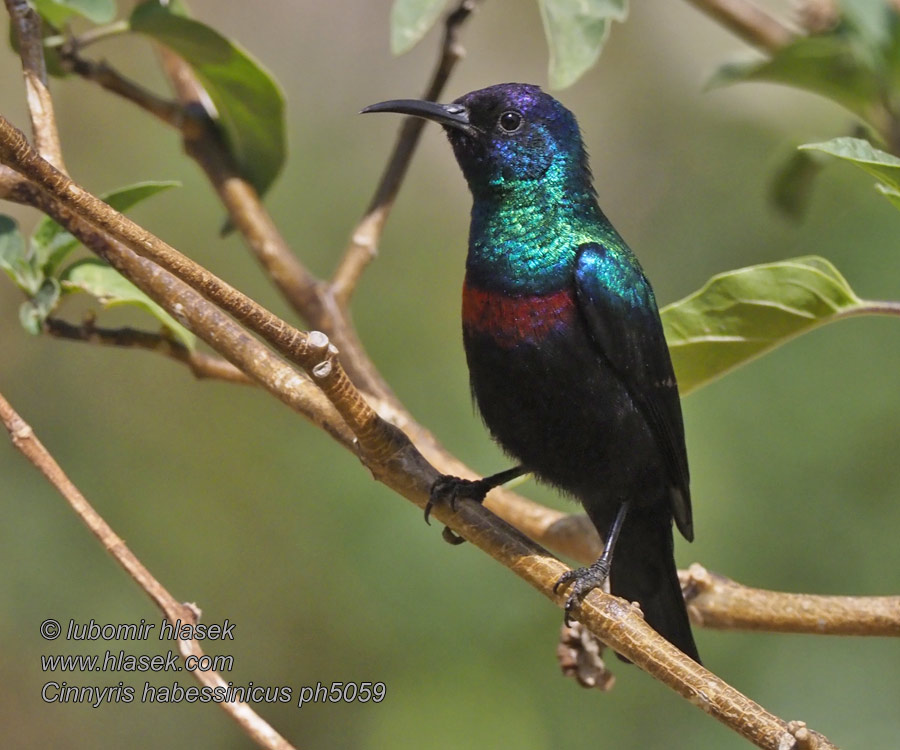 Cinnyris habessinicus 辉花蜜鸟 Strdimil zářivý