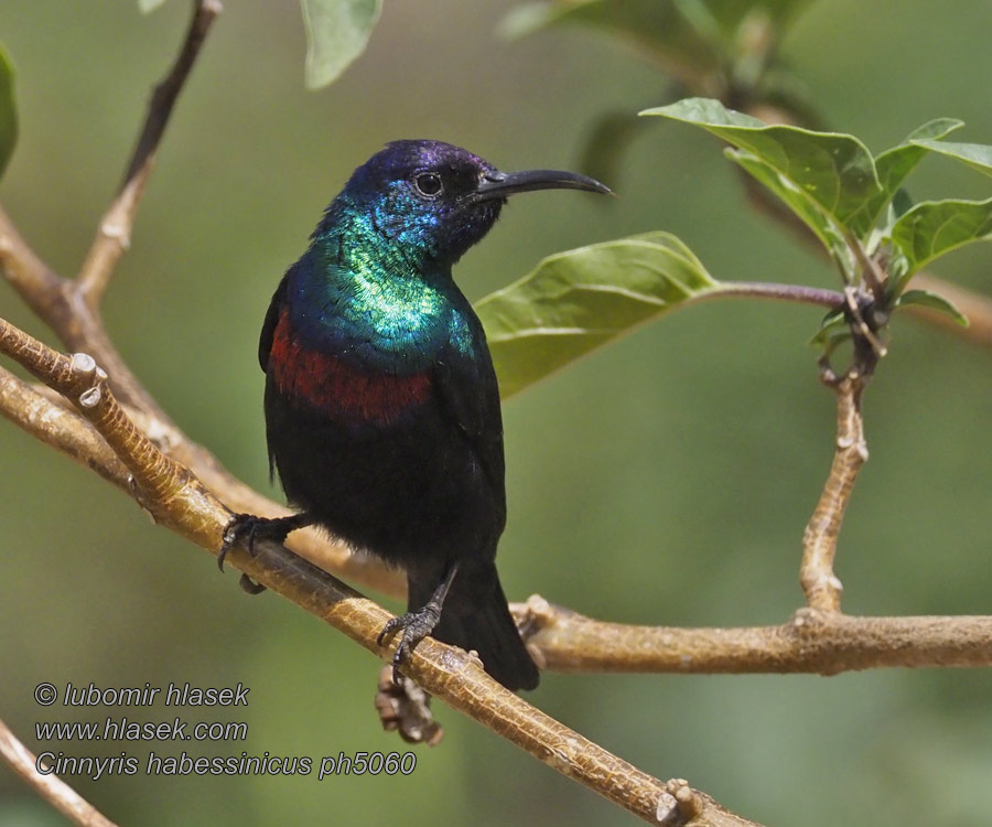 Cinnyris habessinicus Strdimil zářivý Glanznektarvogel