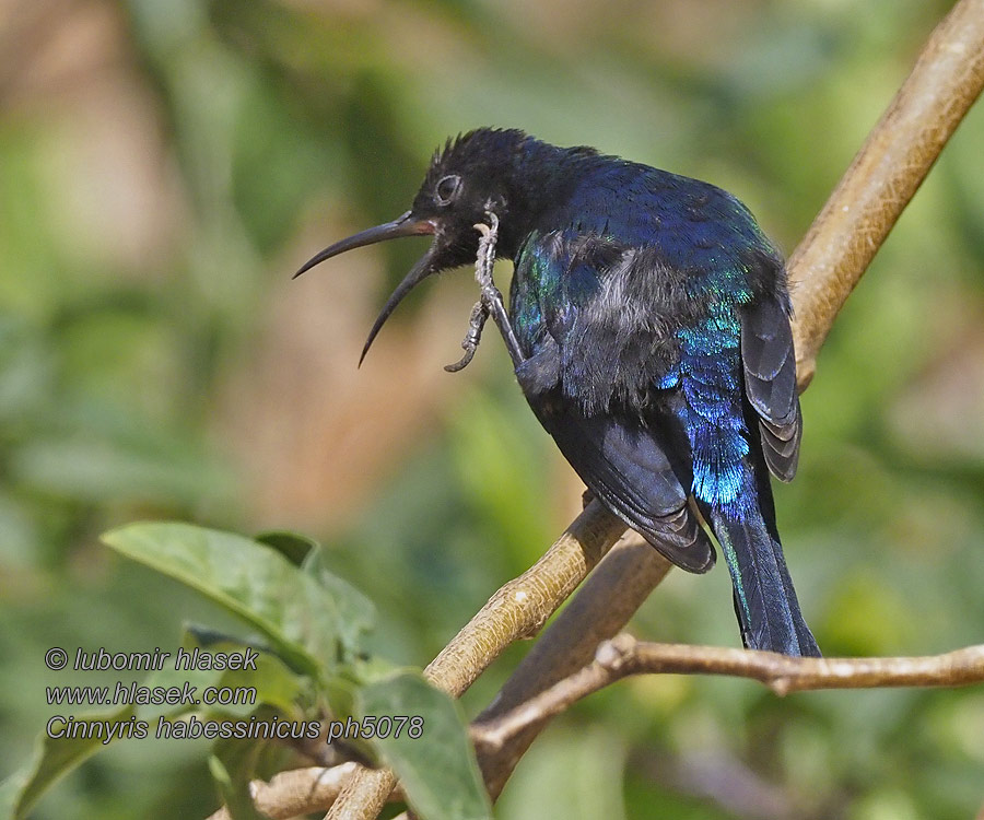 Cinnyris habessinicus Glanssolfugl Shining Sunbird