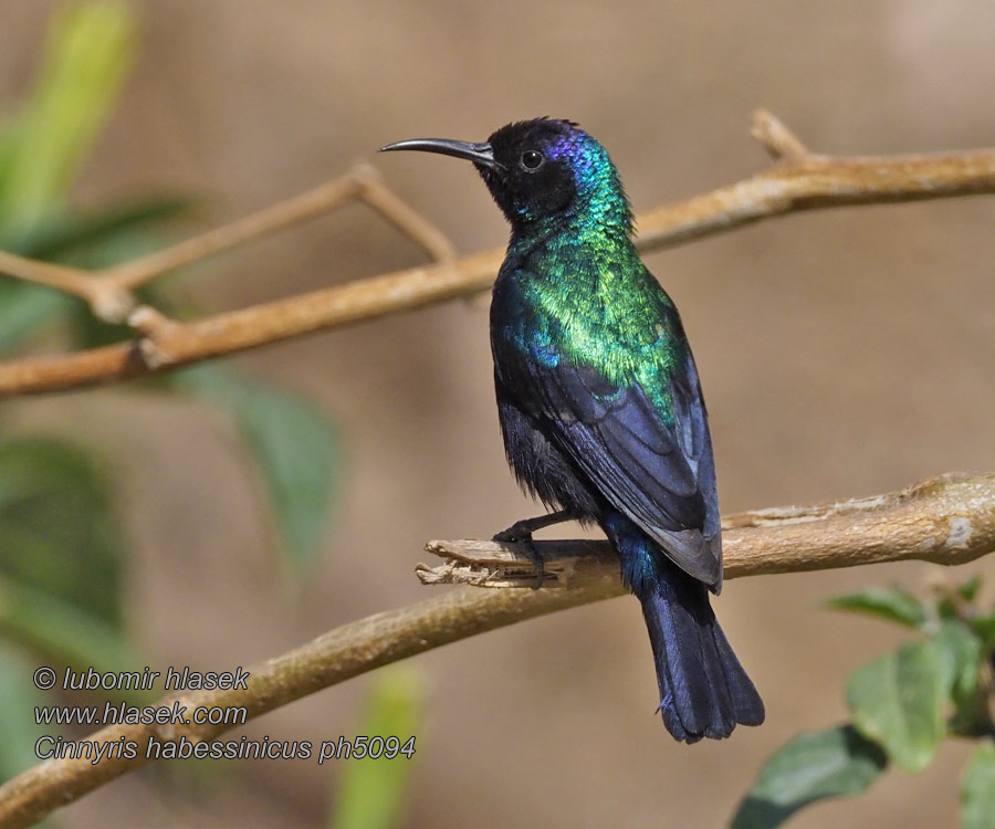 Cinnyris habessinicus Fénylő nektármadár Nettarinia splendente