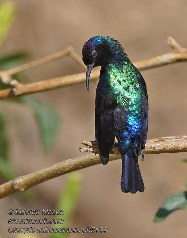 Cinnyris habessinicus テリタイヨウチョウ  Glanshoningzuiger