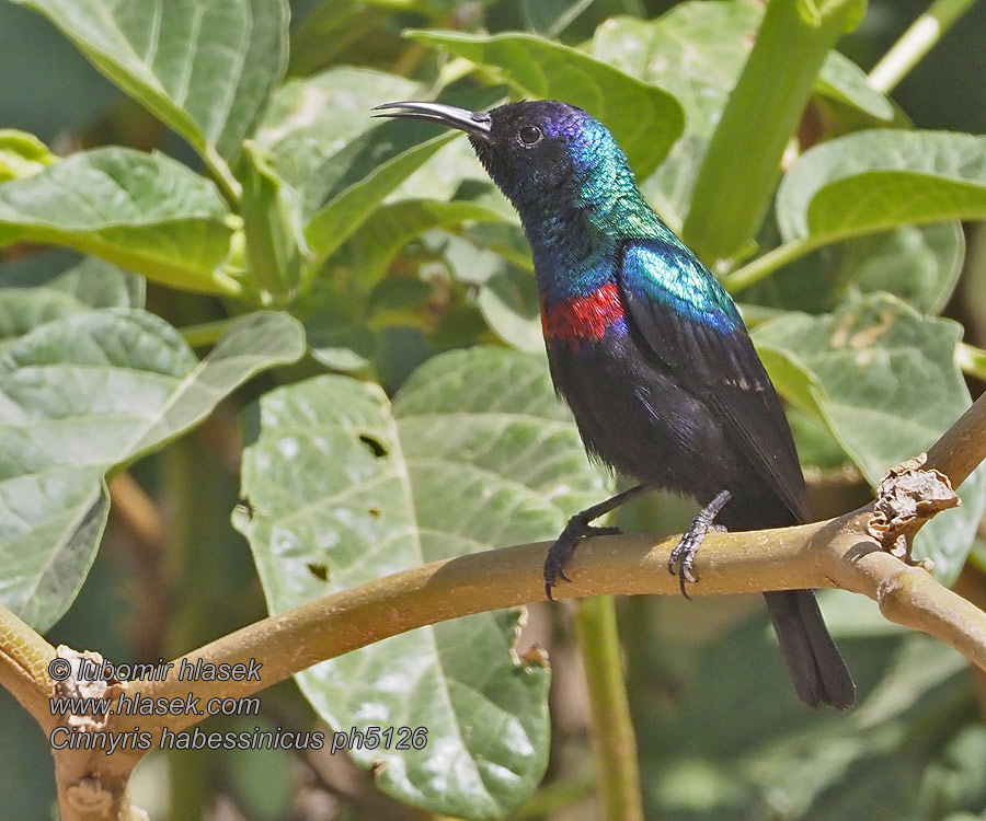 Cinnyris habessinicus Nectarínia-brilhante Блестящая нектарница