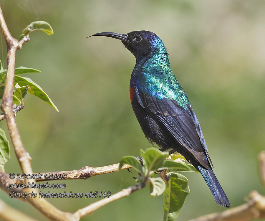 Strdimil zářivý Glanznektarvogel Cinnyris habessinicus