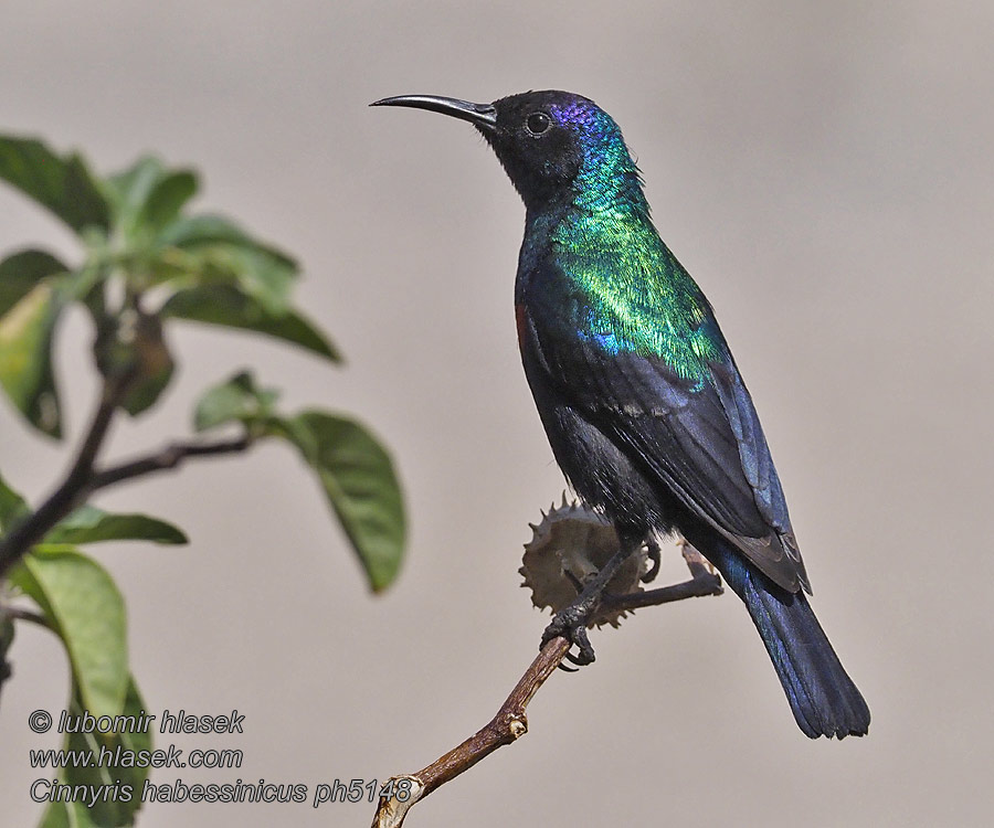 Glanssolfugl Shining Sunbird Cinnyris habessinicus