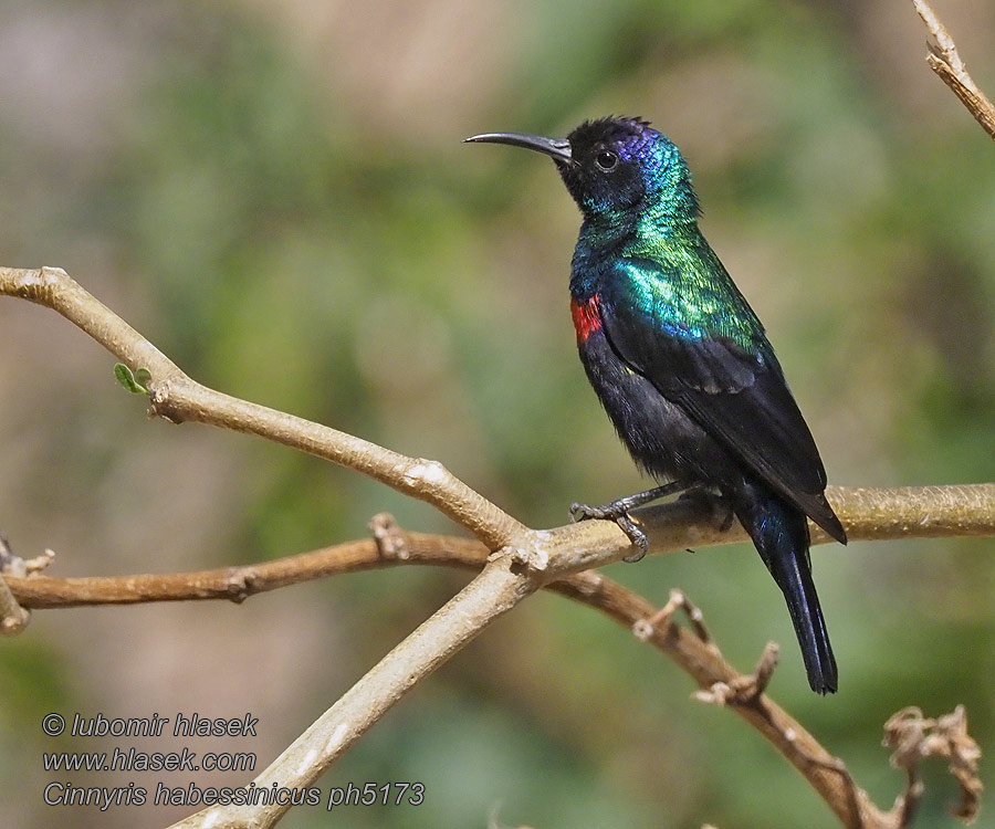 Nettarinia splendente Cinnyris habessinicus