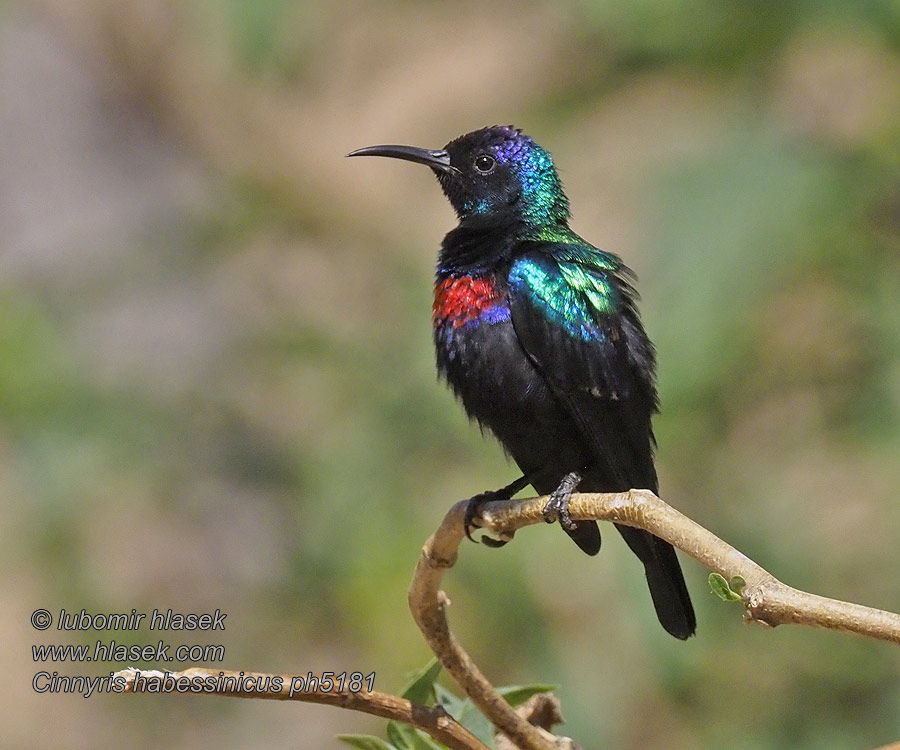 テリタイヨウチョウ  Cinnyris habessinicus