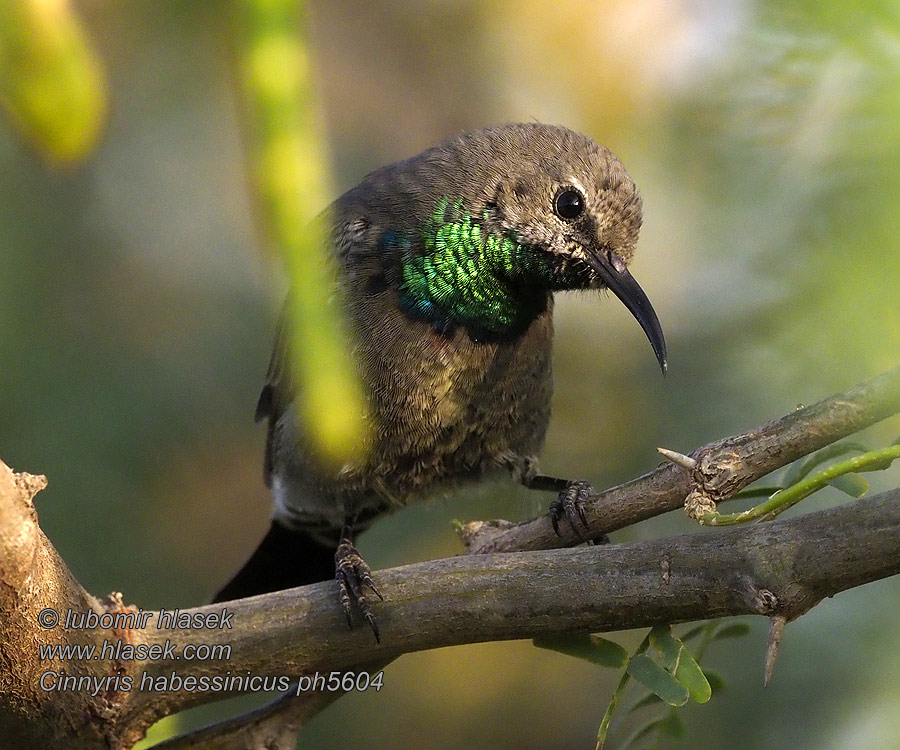 Блестящая нектарница Cinnyris habessinicus