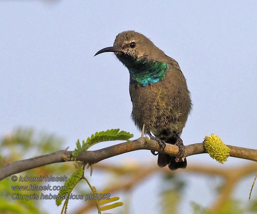 Cinnyris habessinicus