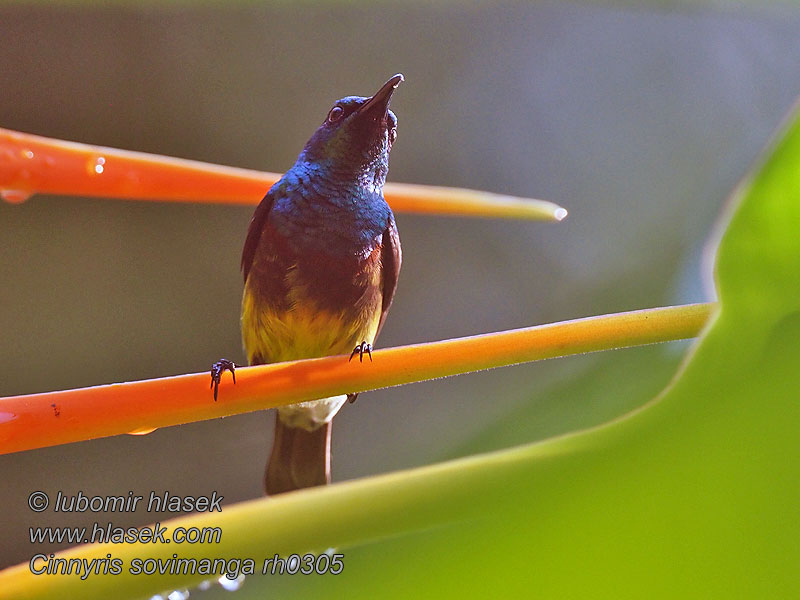 Cinnyris sovimanga 斯韦花蜜鸟 Strdimil madagaskarský