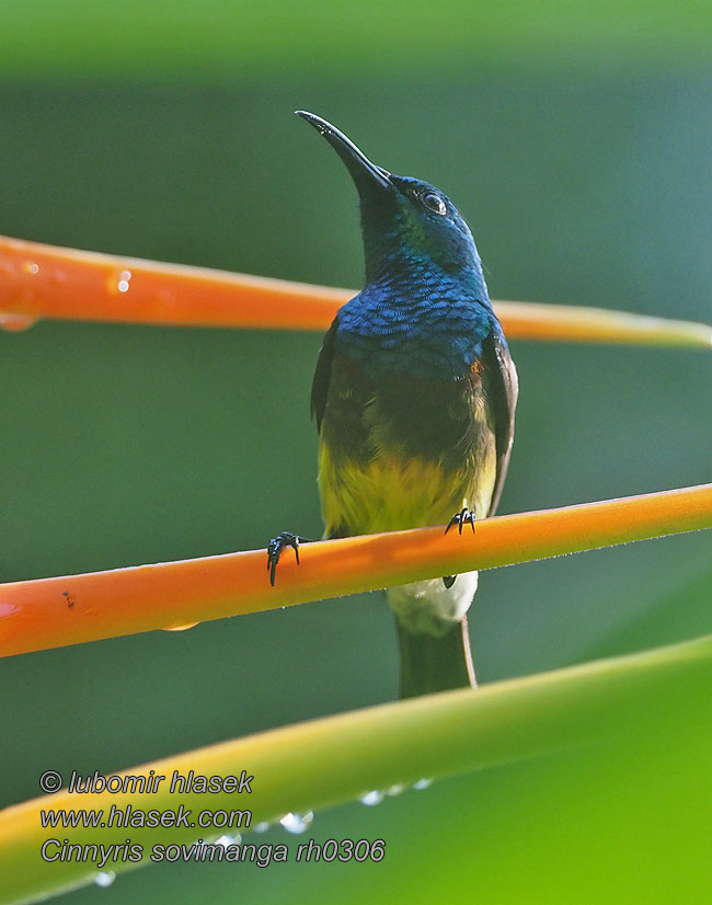 Cinnyris sovimanga Malegassennektarvogel Souimangasolfugl Souimanga Sunbird