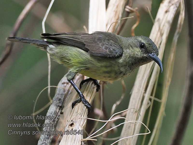 Cinnyris sovimanga Nettarinia souimanga アルダブラタイヨウチョウ Souimangahoningzuiger Sovimangasolfugl