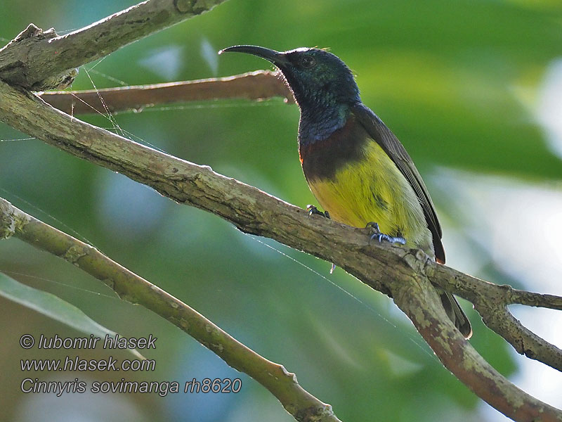 斯韦花蜜鸟 Strdimil madagaskarský Malegassennektarvogel Souimangasolfugl Cinnyris sovimanga