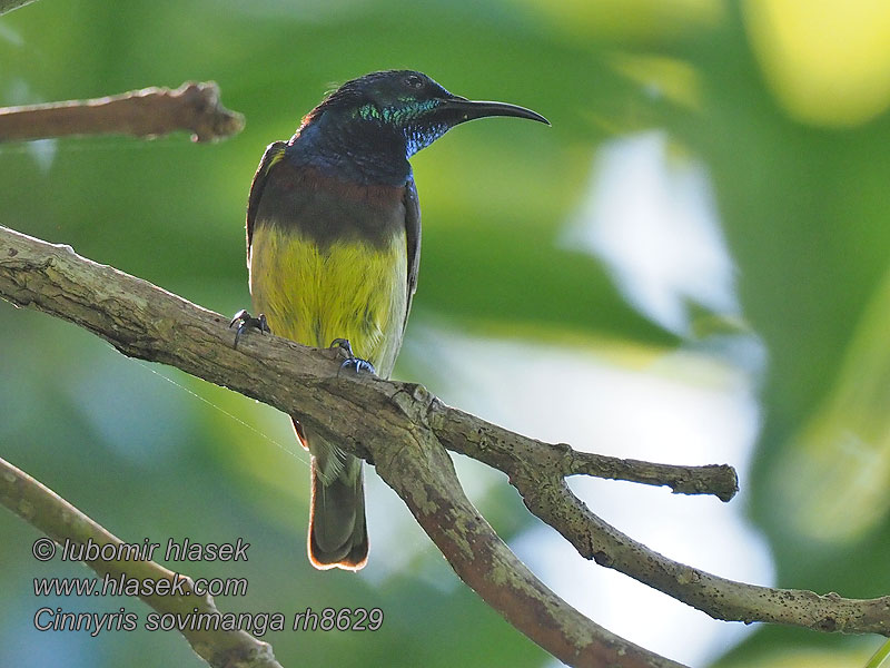 Souimanga Sunbird Suimanga Malgache Madagaskarinmedestäjä Souimanga malgache Cinnyris sovimanga