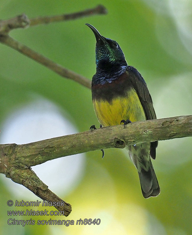 Madagaszkári nektármadár Nettarinia souimanga アルダブラタイヨウチョウ Cinnyris sovimanga