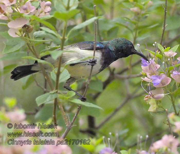 Cinnyris talatala 白腹花蜜鸟 Strdimil bělobřichý