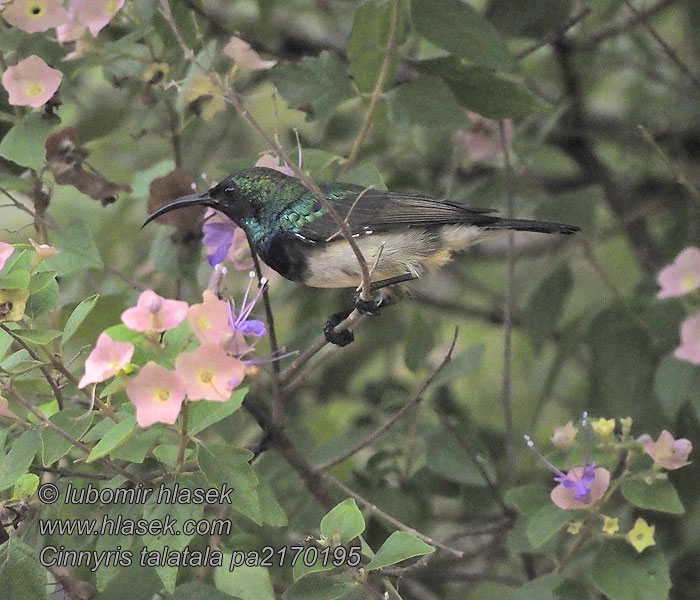 Cinnyris talatala White-breasted Sunbird Suimanga Pechiblanco