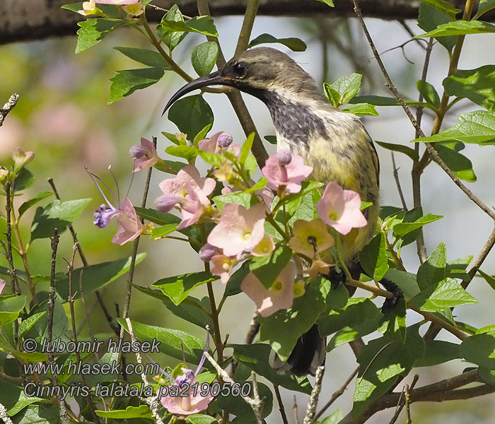 Cinnyris talatala Nettarinia pettobianco シロハラタイヨウチョウ Witbuikhoningzuiger