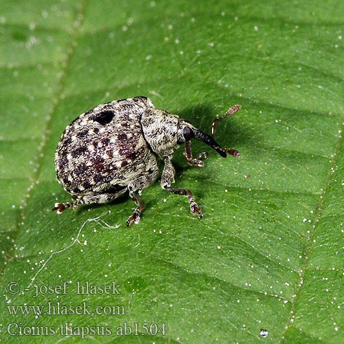 Cionus thapsus