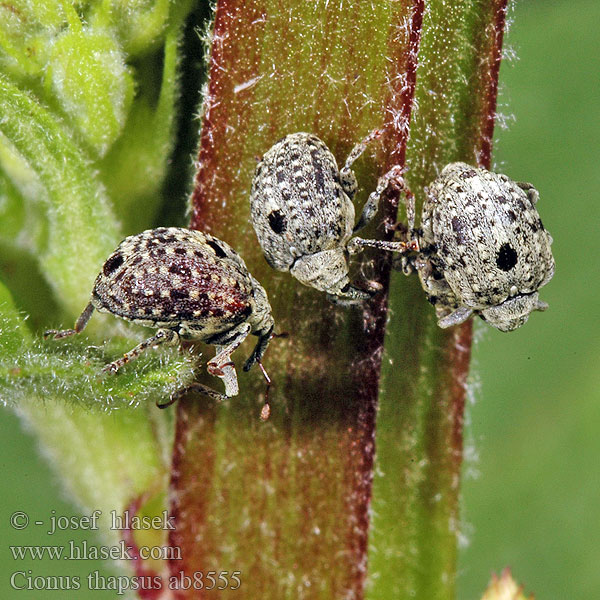 Cionus thapsus