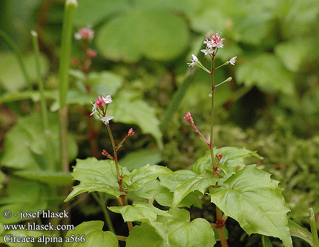 Circaea alpina Circée Alpes Alpenheksenkruid Erba-maga delle Alpi