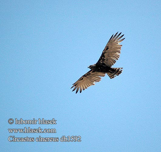 Circaetus cinereus Brown Snake-Eagle Snake Harrier Eagle Mørk Slangeørn Ruskokäärmekotka Circaète brun Bruine slangenarend Biancone cenerino Afrikanischer Schlangenadler Gadozer brunatny Orlík hnědý Águila culebrera sombría Brun ormörn Bruinslangarend Бурый Змееяд Águia-cobreira-castanha チャイロチュウヒワシ Пепелявосив змияр Hadiar tmavohnedý