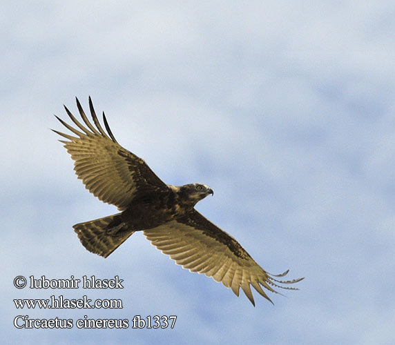 Bruine slangenarend Biancone cenerino Afrikanischer Schlangenadler Gadozer brunatny Orlík hnědý Águila culebrera sombría Brun ormörn Bruinslangarend Бурый Змееяд Águia-cobreira-castanha チャイロチュウヒワシ Пепелявосив змияр Hadiar tmavohnedý Circaetus cinereus Brown Snake-Eagle Snake Harrier Eagle Mørk Slangeørn Ruskokäärmekotka Circaète brun