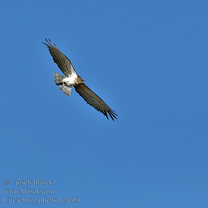 Circaetus gallicus Orlík krátkoprstý Schlangenadler Culebrera Europea Circaète Jean-le-Blanc Biancone Gadożer Hadiar krátkoprstý Short-toed Snake-Eagle Swartborsslangarend 短趾雕 Змееяд عقاب الحيات Φιδαετός Águia-cobreira Змiєїд Yılan Kartalı חיוואי Slangeørn Käärmekotka Snákerna チュウヒワシ Slangenarend Slangeørn Ormörn Арлан-вужаед Àguila marcenca Zmijar Kígyászölyv Жыланжегіш бүркіт қыран Orel kacar Орао змијар Shqiponja gjarpërngrënëse