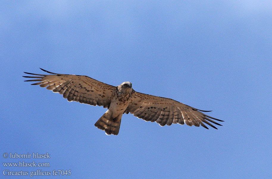 Culebrera Europea Circaète Jean-le-Blanc Biancone Gadożer Hadiar krátkoprstý Short-toed Snake-Eagle Swartborsslangarend 短趾雕 Змееяд عقاب الحيات Φιδαετός Águia-cobreira Змiєїд Yılan Kartalı חיוואי Slangeørn Käärmekotka Snákerna チュウヒワシ Slangenarend Slangeørn Ormörn Арлан-вужаед Àguila marcenca Zmijar Kígyászölyv Жыланжегіш бүркіт қыран Orel kacar Орао змијар Shqiponja gjarpërngrënëse Circaetus gallicus Orlík krátkoprstý Schlangenadler