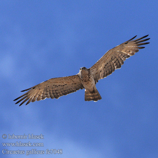 Hadiar krátkoprstý Short-toed Snake-Eagle Swartborsslangarend 短趾雕 Змееяд عقاب الحيات Φιδαετός Águia-cobreira Змiєїд Yılan Kartalı חיוואי Slangeørn Käärmekotka Snákerna チュウヒワシ Slangenarend Slangeørn Ormörn Арлан-вужаед Àguila marcenca Zmijar Kígyászölyv Жыланжегіш бүркіт қыран Orel kacar Орао змијар Shqiponja gjarpërngrënëse Circaetus gallicus Orlík krátkoprstý Schlangenadler Culebrera Europea Circaète Jean-le-Blanc Biancone Gadożer