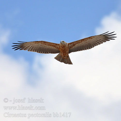 Circaetus pectoralis bb1417