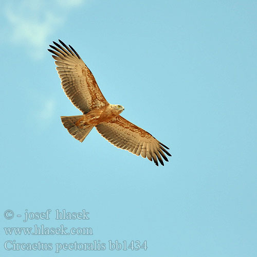 ムナグロチュウヒワシ Águia-cobreira-de-peito-preto Чёрный змееяд Circaetus pectoralis Black-chested Snake Eagle Black-breasted Snake-Eagle Hvidbuget Slangeørn Circaète poitrine noire Biancone pettonero Schwarzbrust-Schlangenadler Gaukler Gadożer białobrzuchy Orlík tmavoprsý Águila Culebrera Pecho Negro Pechinegra Svartbröstad ormörn Swartborsslangarend Savannikäärmekotka