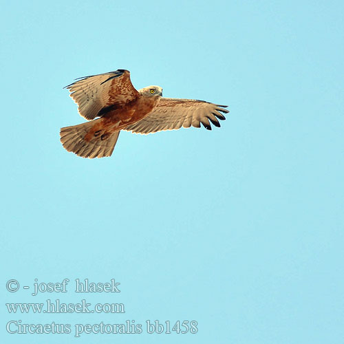 Чёрный змееяд Circaetus pectoralis Black-chested Snake Eagle Black-breasted Snake-Eagle Hvidbuget Slangeørn Circaète poitrine noire Biancone pettonero Schwarzbrust-Schlangenadler Gaukler Gadożer białobrzuchy Orlík tmavoprsý Águila Culebrera Pecho Negro Pechinegra Svartbröstad ormörn Swartborsslangarend Savannikäärmekotka ムナグロチュウヒワシ Águia-cobreira-de-peito-preto