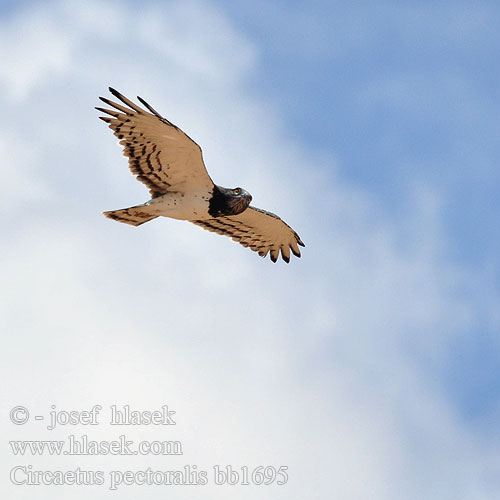 Black-chested Snake Eagle Black-breasted Snake-Eagle Hvidbuget Slangeørn Circaète poitrine noire Biancone pettonero Schwarzbrust-Schlangenadler Gaukler Gadożer białobrzuchy Orlík tmavoprsý Águila Culebrera Pecho Negro Pechinegra Svartbröstad ormörn Swartborsslangarend Savannikäärmekotka ムナグロチュウヒワシ Águia-cobreira-de-peito-preto Чёрный змееяд Circaetus pectoralis