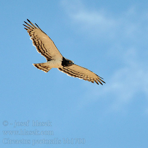 Circaetus pectoralis bb1700