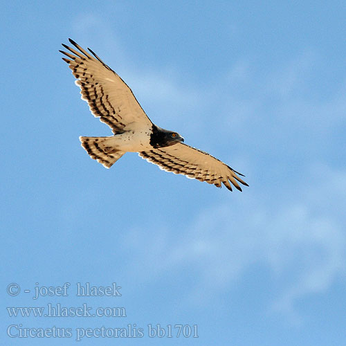 Circaetus pectoralis bb1701