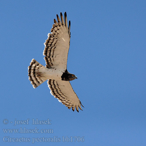 Circaetus pectoralis bb1706