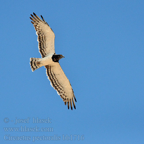 Circaetus pectoralis bb1716