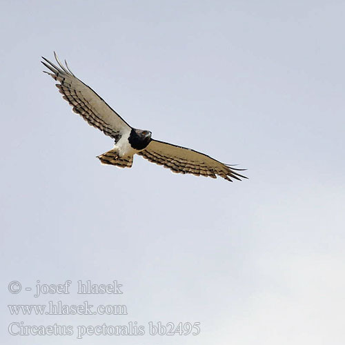 Circaetus pectoralis bb2495