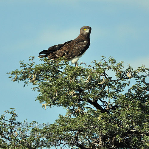 Orlík tmavoprsý Águila Culebrera Pecho Negro Pechinegra Svartbröstad ormörn Swartborsslangarend Savannikäärmekotka ムナグロチュウヒワシ Águia-cobreira-de-peito-preto Чёрный змееяд Circaetus pectoralis Black-chested Snake Eagle Black-breasted Snake-Eagle Hvidbuget Slangeørn Circaète poitrine noire Biancone pettonero Schwarzbrust-Schlangenadler Gaukler Gadożer białobrzuchy