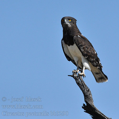 Águila Culebrera Pecho Negro Pechinegra Svartbröstad ormörn Swartborsslangarend Savannikäärmekotka ムナグロチュウヒワシ Águia-cobreira-de-peito-preto Чёрный змееяд Circaetus pectoralis Black-chested Snake Eagle Black-breasted Snake-Eagle Hvidbuget Slangeørn Circaète poitrine noire Biancone pettonero Schwarzbrust-Schlangenadler Gaukler Gadożer białobrzuchy Orlík tmavoprsý