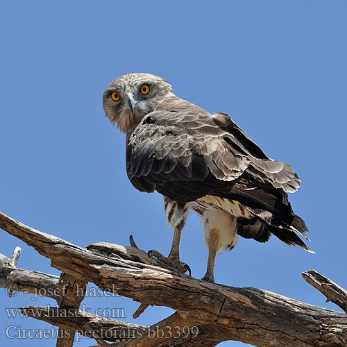 Circaetus pectoralis bb3399