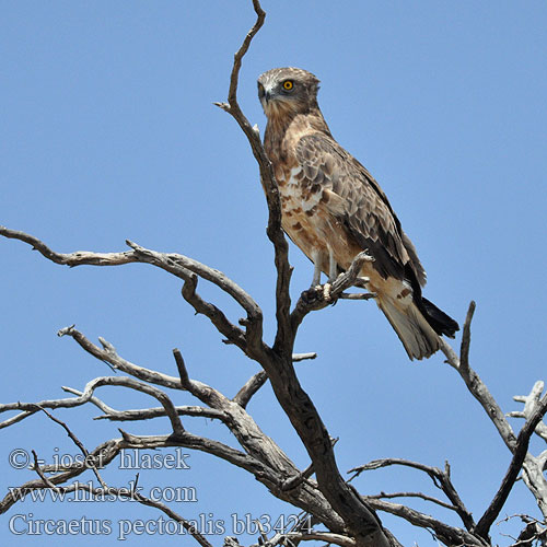 Swartborsslangarend Savannikäärmekotka ムナグロチュウヒワシ Águia-cobreira-de-peito-preto Чёрный змееяд Circaetus pectoralis Black-chested Snake Eagle Black-breasted Snake-Eagle Hvidbuget Slangeørn Circaète poitrine noire Biancone pettonero Schwarzbrust-Schlangenadler Gaukler Gadożer białobrzuchy Orlík tmavoprsý Águila Culebrera Pecho Negro Pechinegra Svartbröstad ormörn