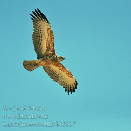 Circaetus pectoralis bb3837