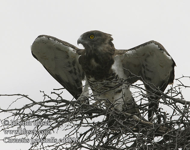 ムナグロチュウヒワシ Águia-cobreira-de-peito-preto Чёрный змееяд Circaetus pectoralis Black-chested Snake Eagle Black-breasted Snake-Eagle Hvidbuget Slangeørn Circaète poitrine noire Biancone pettonero Schwarzbrust-Schlangenadler Gaukler Gadożer białobrzuchy Orlík tmavoprsý Águila Culebrera Pecho Negro Pechinegra Svartbröstad ormörn Swartborsslangarend Savannikäärmekotka