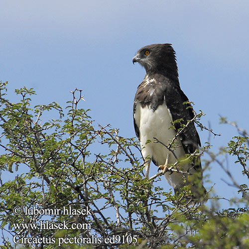 Águia-cobreira-de-peito-preto Чёрный змееяд Circaetus pectoralis Black-chested Snake Eagle Black-breasted Snake-Eagle Hvidbuget Slangeørn Circaète poitrine noire Biancone pettonero Schwarzbrust-Schlangenadler Gaukler Gadożer białobrzuchy Orlík tmavoprsý Águila Culebrera Pecho Negro Pechinegra Svartbröstad ormörn Swartborsslangarend Savannikäärmekotka ムナグロチュウヒワシ