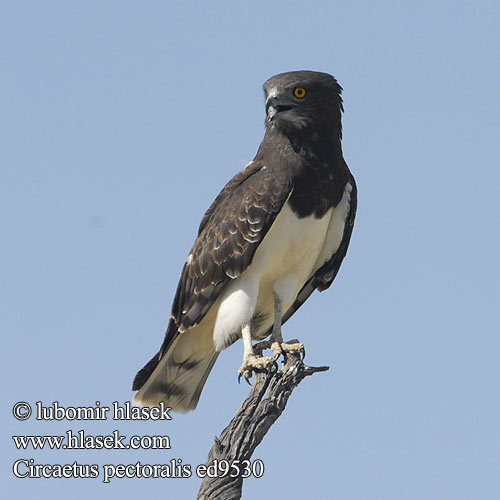 Чёрный змееяд Circaetus pectoralis Black-chested Snake Eagle Black-breasted Snake-Eagle Hvidbuget Slangeørn Circaète poitrine noire Biancone pettonero Schwarzbrust-Schlangenadler Gaukler Gadożer białobrzuchy Orlík tmavoprsý Águila Culebrera Pecho Negro Pechinegra Svartbröstad ormörn Swartborsslangarend Savannikäärmekotka ムナグロチュウヒワシ Águia-cobreira-de-peito-preto