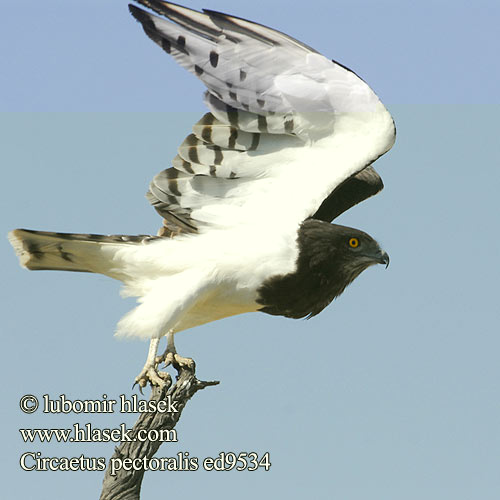 Circaetus pectoralis Black-chested Snake Eagle Black-breasted Snake-Eagle Hvidbuget Slangeørn Circaète poitrine noire Biancone pettonero Schwarzbrust-Schlangenadler Gaukler Gadożer białobrzuchy Orlík tmavoprsý Águila Culebrera Pecho Negro Pechinegra Svartbröstad ormörn Swartborsslangarend Savannikäärmekotka ムナグロチュウヒワシ Águia-cobreira-de-peito-preto Чёрный змееяд