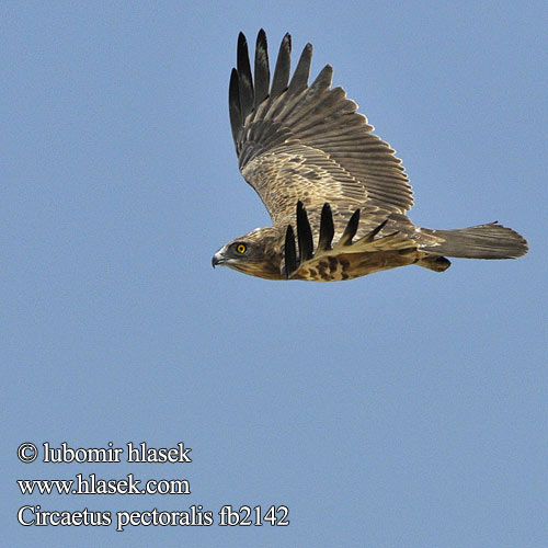 Circaetus pectoralis Black-chested Snake Eagle Black-breasted Snake-Eagle Hvidbuget Slangeørn Circaète poitrine noire Biancone pettonero Schwarzbrust-Schlangenadler Gaukler Gadożer białobrzuchy Orlík tmavoprsý Águila Culebrera Pecho Negro Pechinegra Svartbröstad ormörn Swartborsslangarend Savannikäärmekotka ムナグロチュウヒワシ Águia-cobreira-de-peito-preto Чёрный змееяд