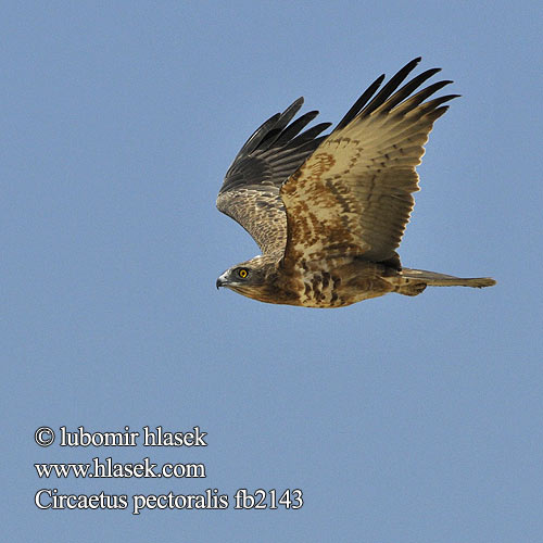 Circaetus pectoralis Black-chested Snake Eagle Black-breasted Snake-Eagle Hvidbuget Slangeørn Circaète poitrine noire Biancone pettonero Schwarzbrust-Schlangenadler Gaukler Gadożer białobrzuchy Orlík tmavoprsý Águila Culebrera Pecho Negro Pechinegra Svartbröstad ormörn Swartborsslangarend Savannikäärmekotka ムナグロチュウヒワシ Águia-cobreira-de-peito-preto Чёрный змееяд